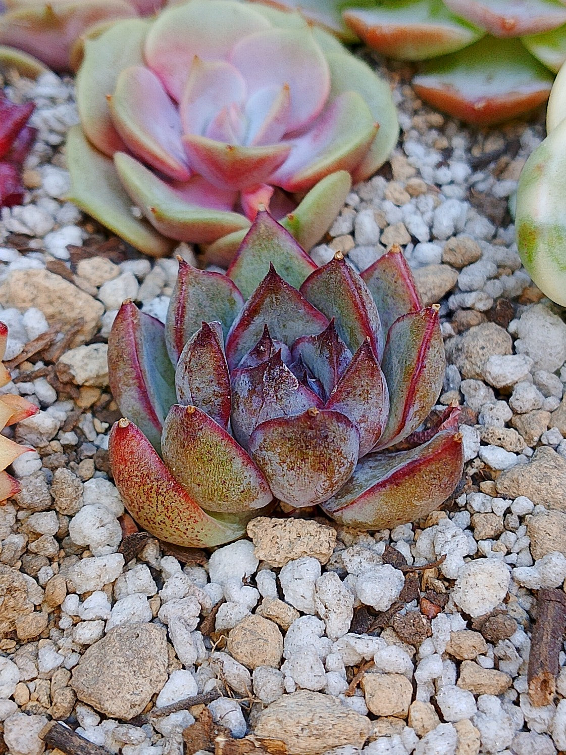 Echeveria Yuna