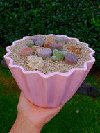 Paquete lithops Mix - circular F