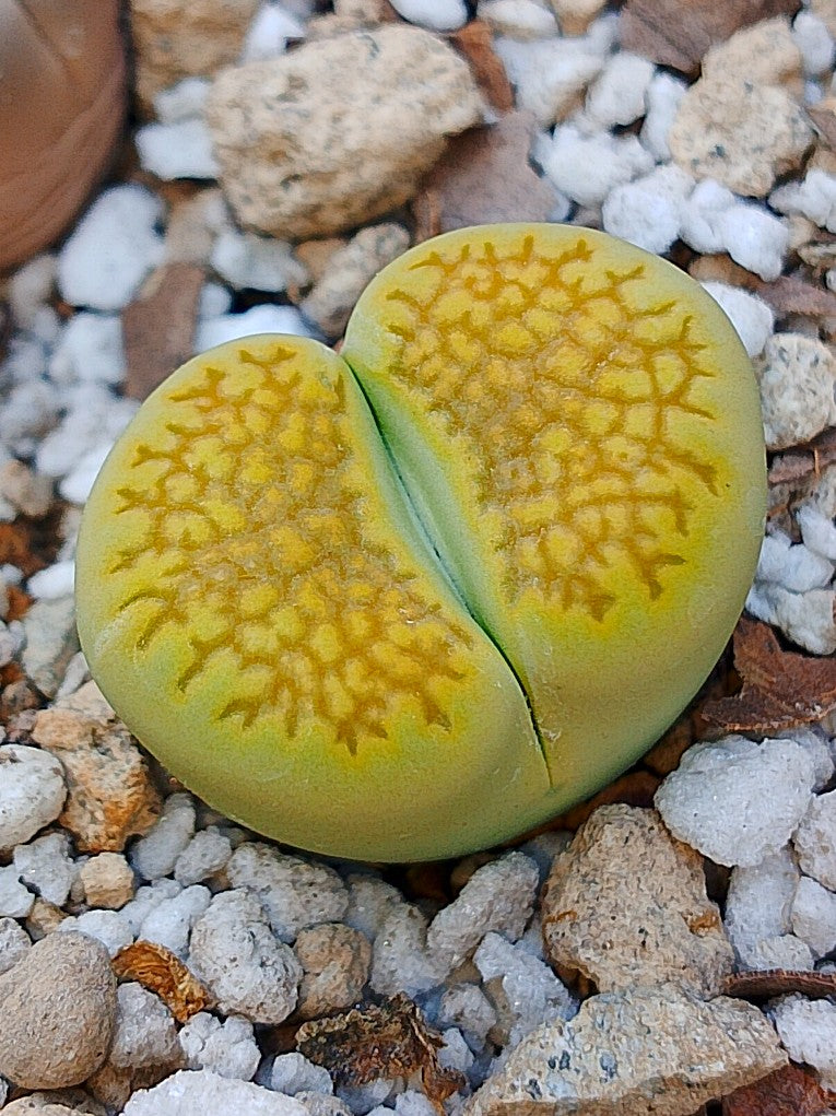 C111A Lithops hallii v. ochracea 'Green Soapstone' E
