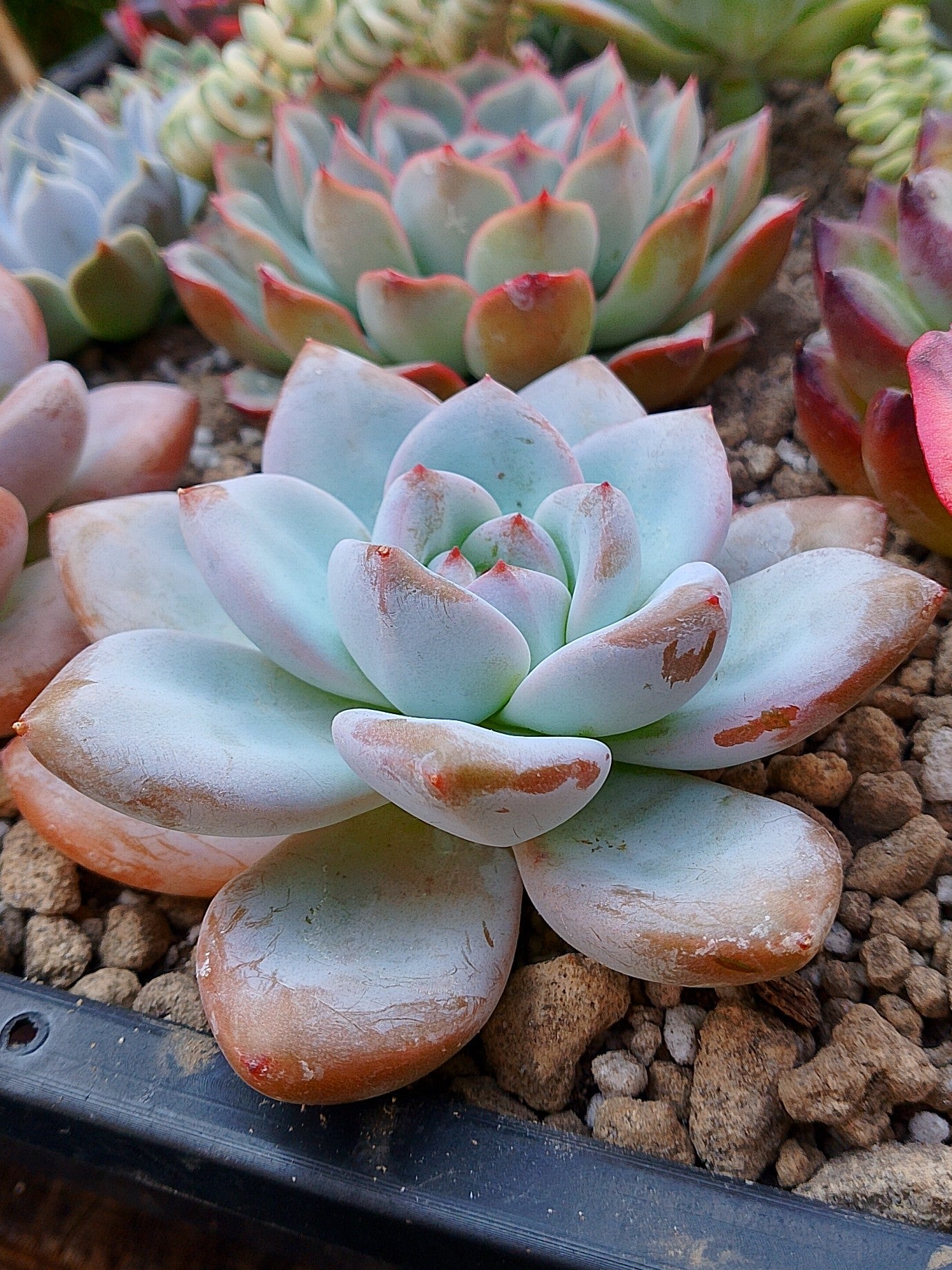 Echeveria Miss Jin | maceta 4"