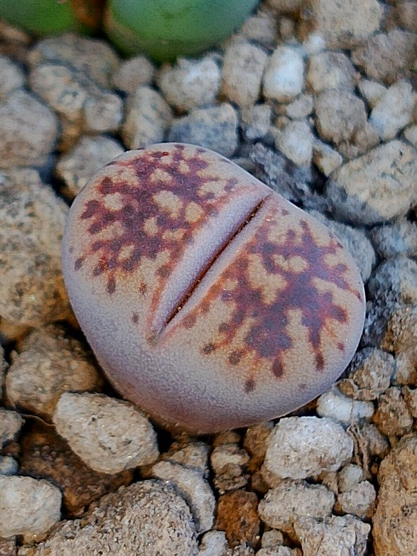C207 	Lithops gesinae v. gesinae
