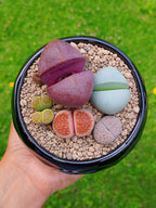 Paquete lithops Mix - circular D