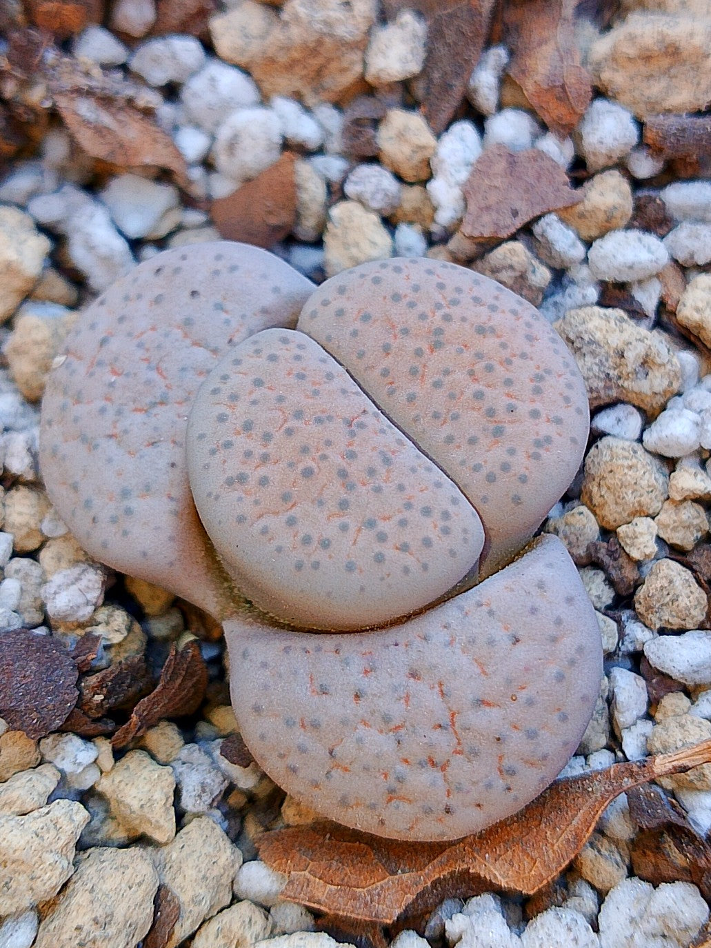 CL004 Lithops Fulviceps