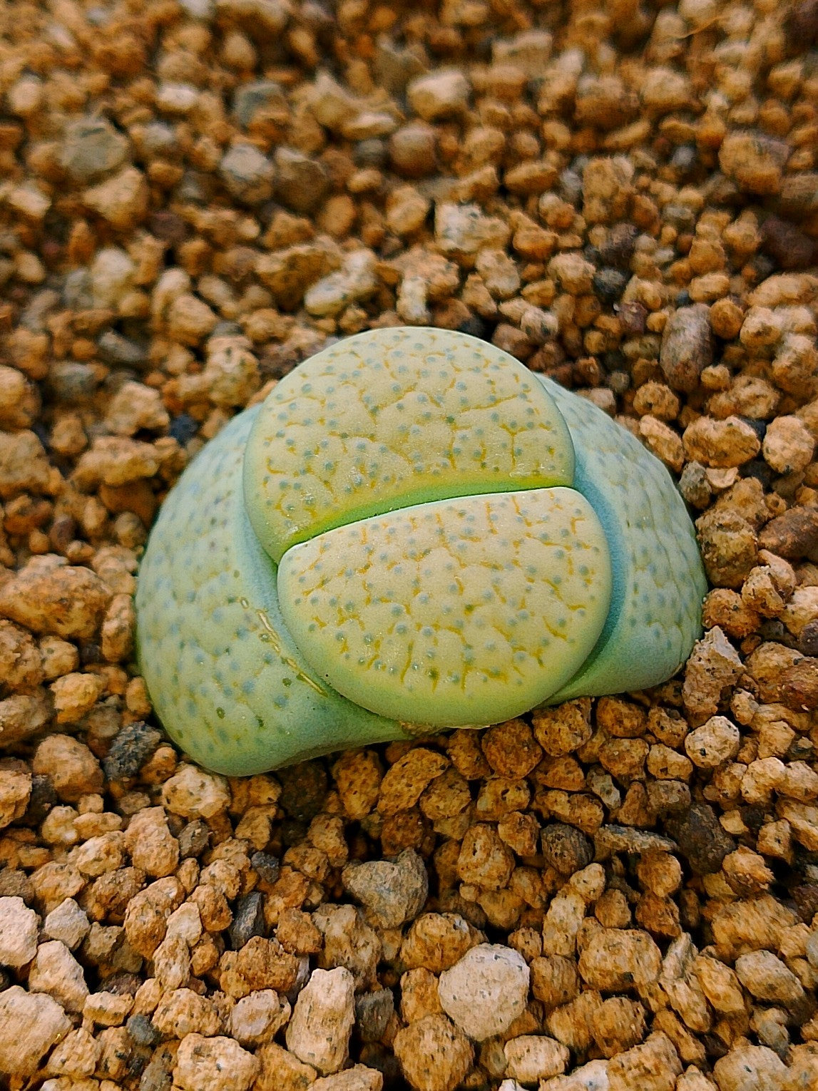 C363 	Lithops fulviceps v. fulviceps 'Aurea'.