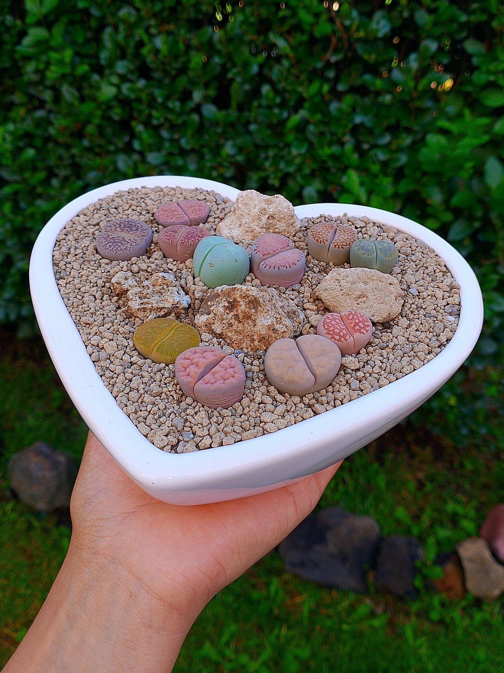 Paquete lithops Mix - Corazón A