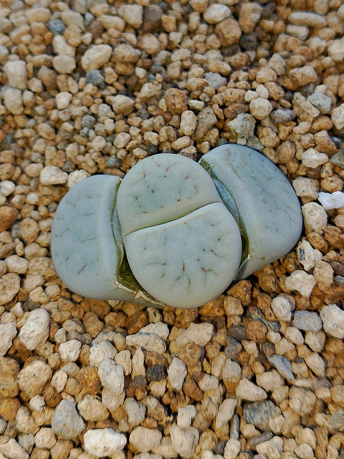 C104 Lithops pseudotruncatella ssp. archerae