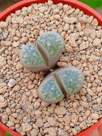 Lithops Helmutii | 2 cabezas