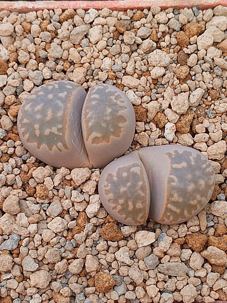 Lithops Naureeniae | 2 cabezas