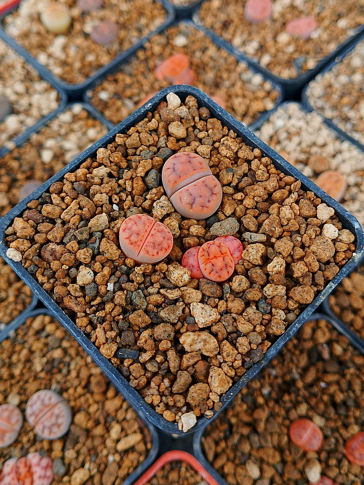 Paquete lithops Mix I | 1 año de edad