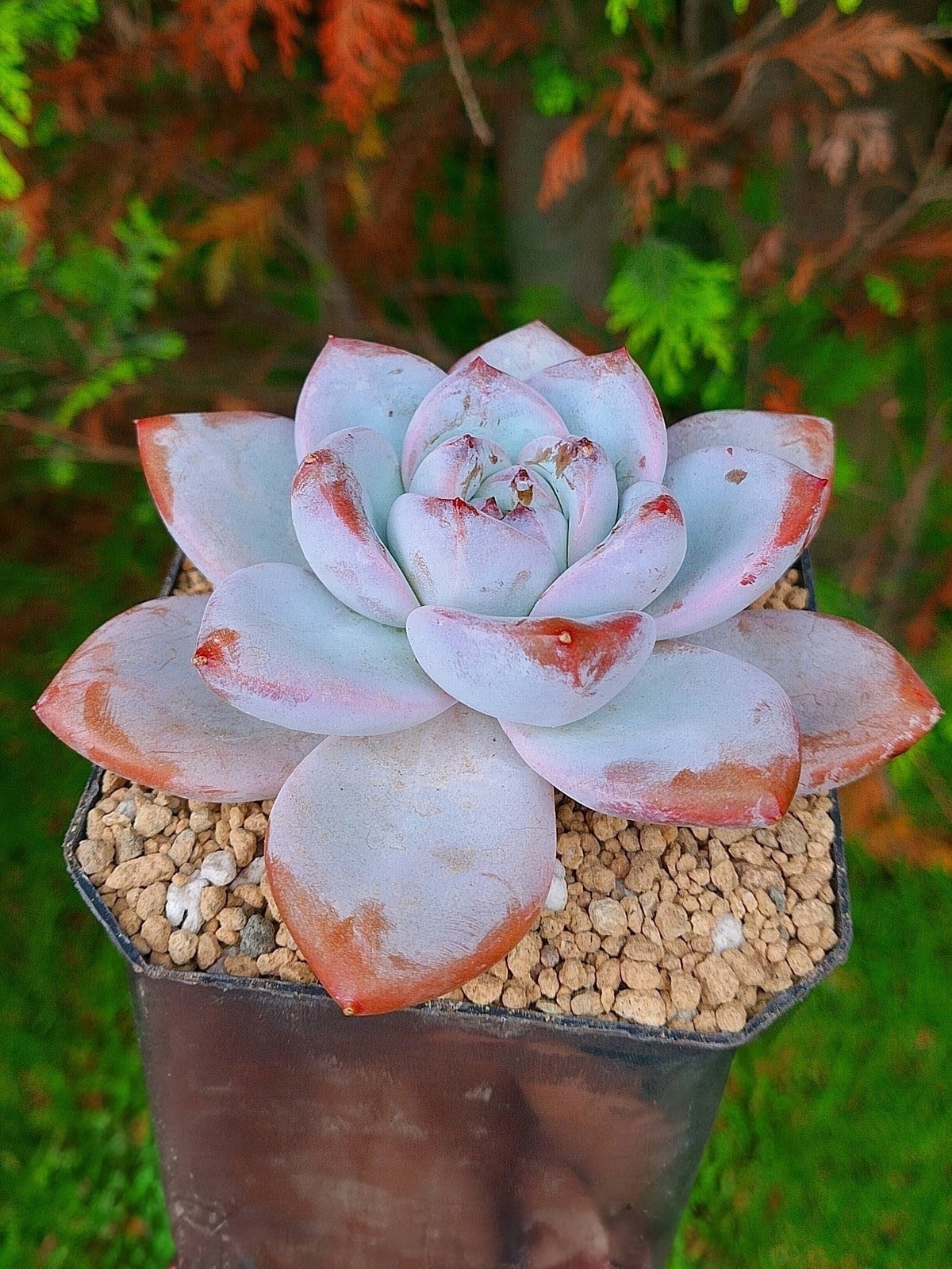 Echeveria Miss Jin | maceta 4"