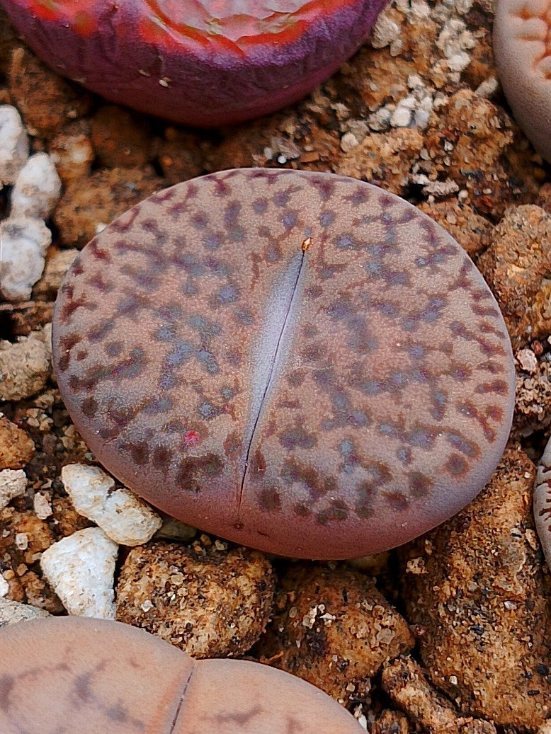 C042 	Lithops bromfieldii v. insularis