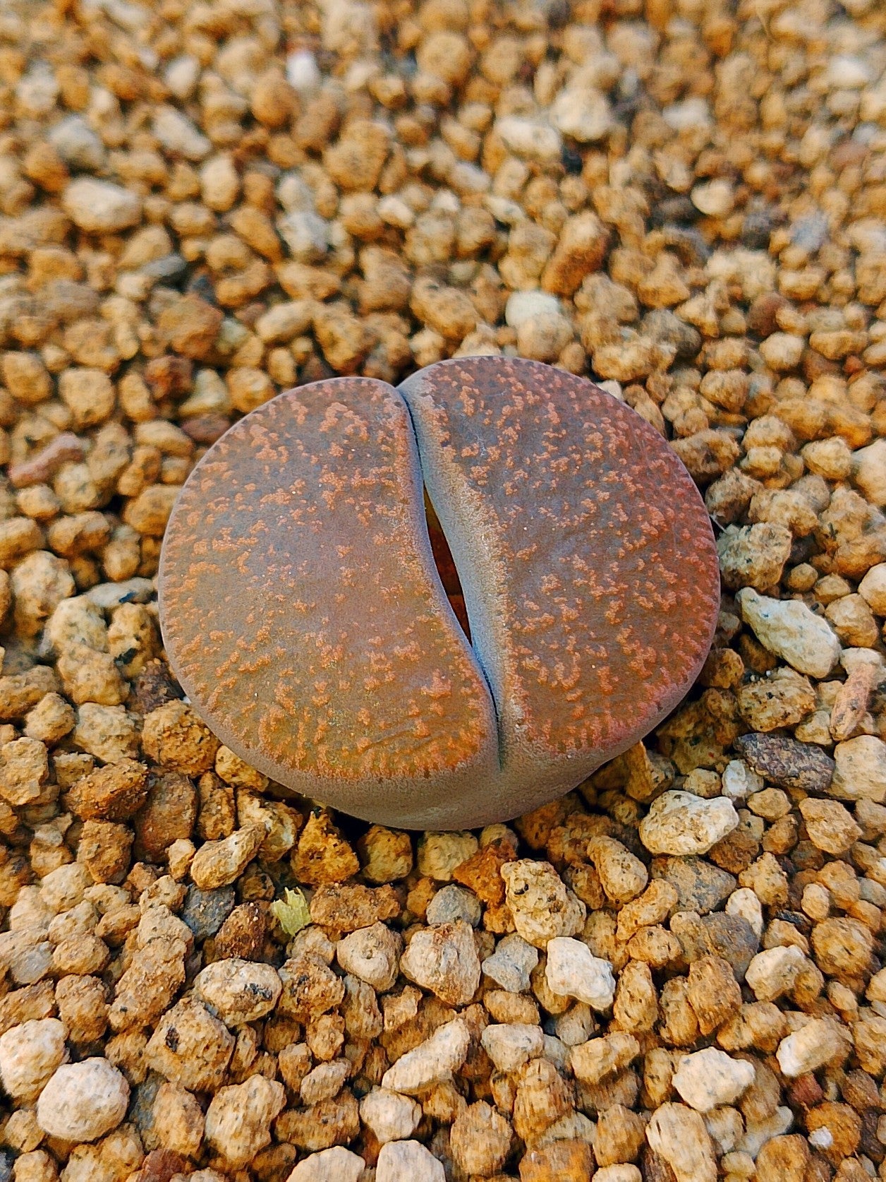 C029 	Lithops lesliei ssp. lesliei v. lesliei