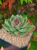 Echeveria Green Cristal | maceta 3"
