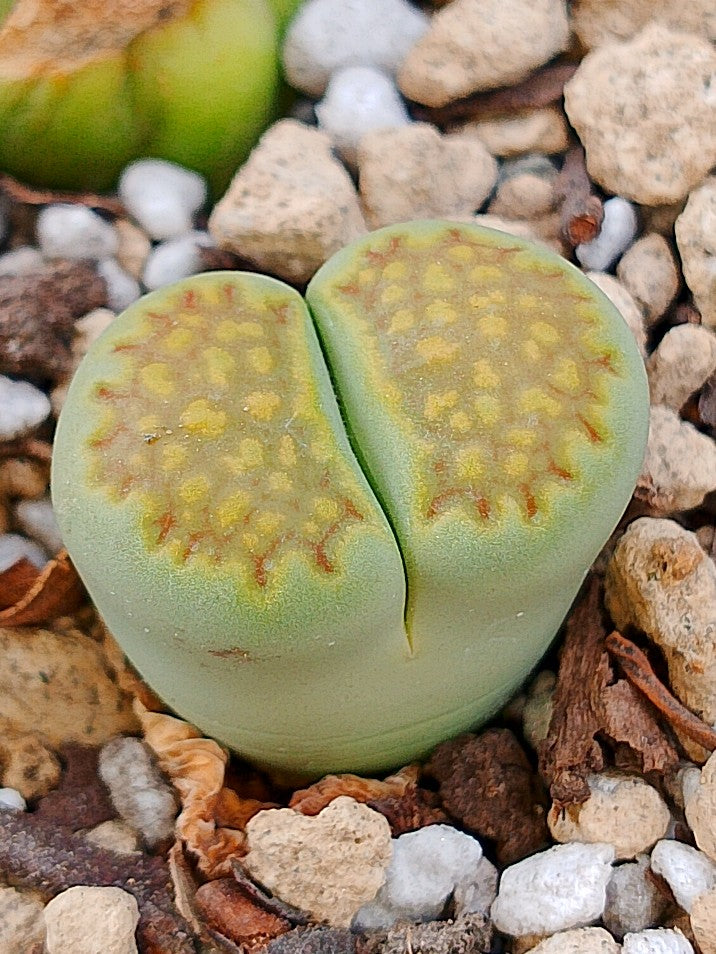 C111A Lithops hallii v. ochracea 'Green Soapstone' A