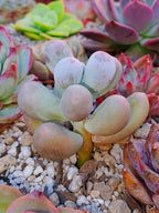 Pachyphytum mikomin