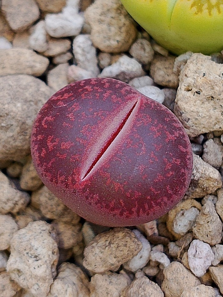 Lithops lesliei  'Cherry 2 años
