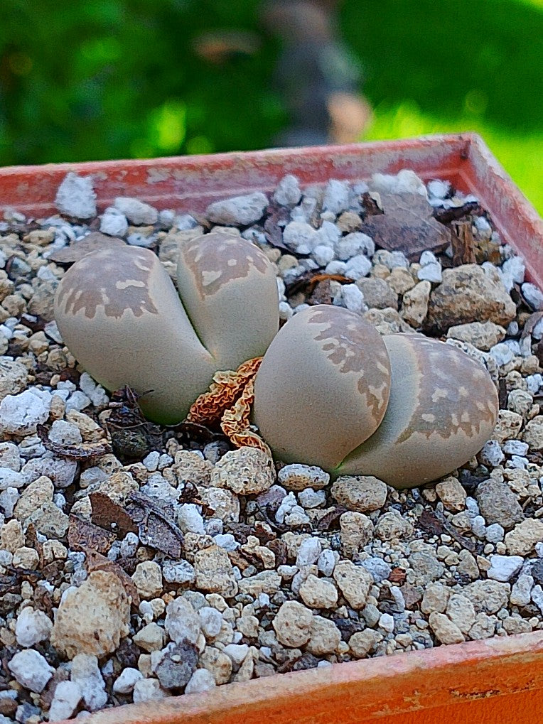 Lithops Geyeri  | 2 cabezas