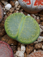 C036B 	Lithops lesliei ssp. lesliei v. lesliei 'Storms’s Albinigold'