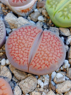 C098 	Lithops hallii v. ochracea