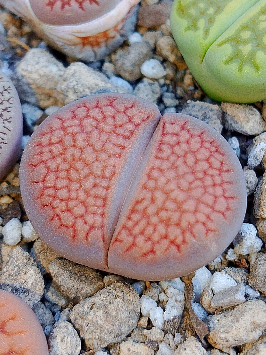 C098 	Lithops hallii v. ochracea