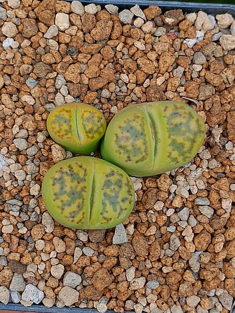 Lithops Bromfieldii sulphurea  | 2 cabezas