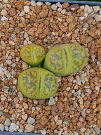 Lithops Bromfieldii sulphurea  | 2 cabezas