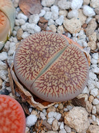 C054 	Lithops aucampiae ssp. euniceae v. fluminalis