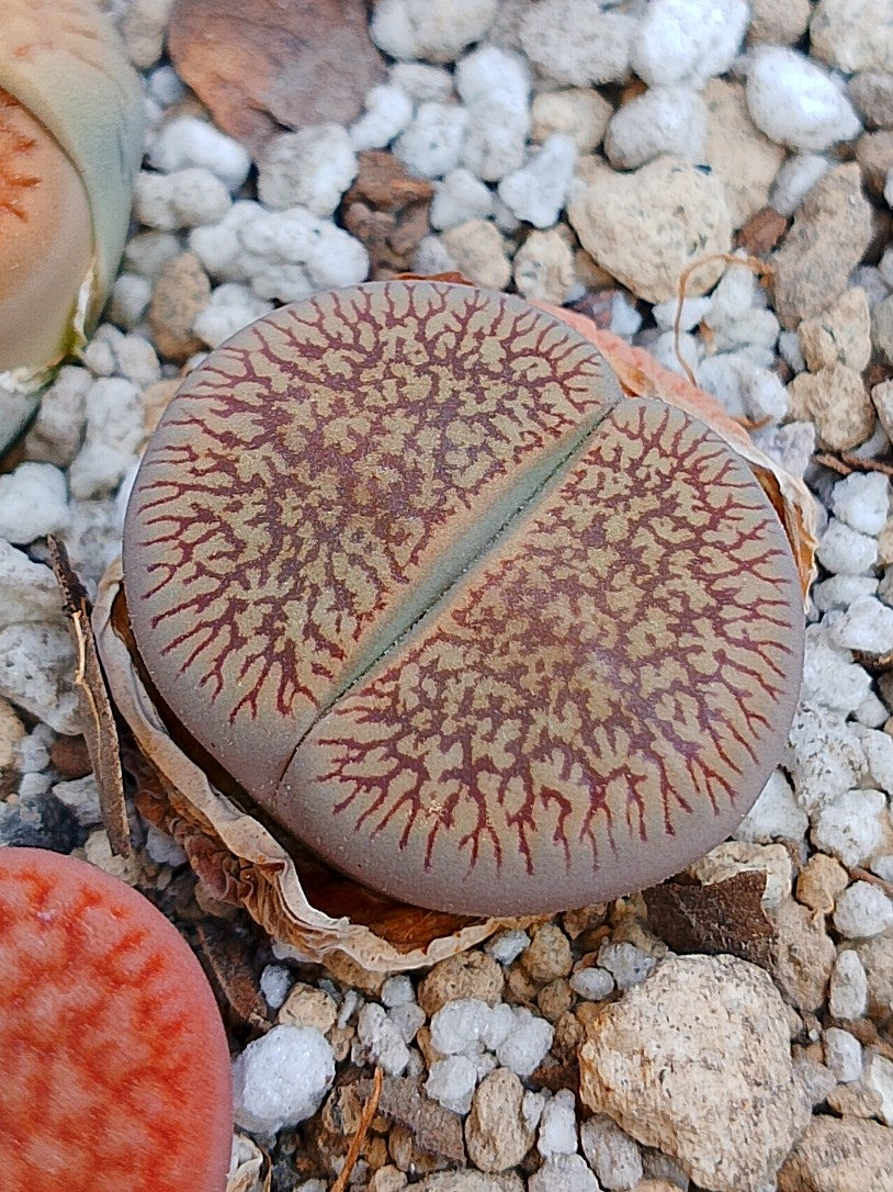 C054 	Lithops aucampiae ssp. euniceae v. fluminalis