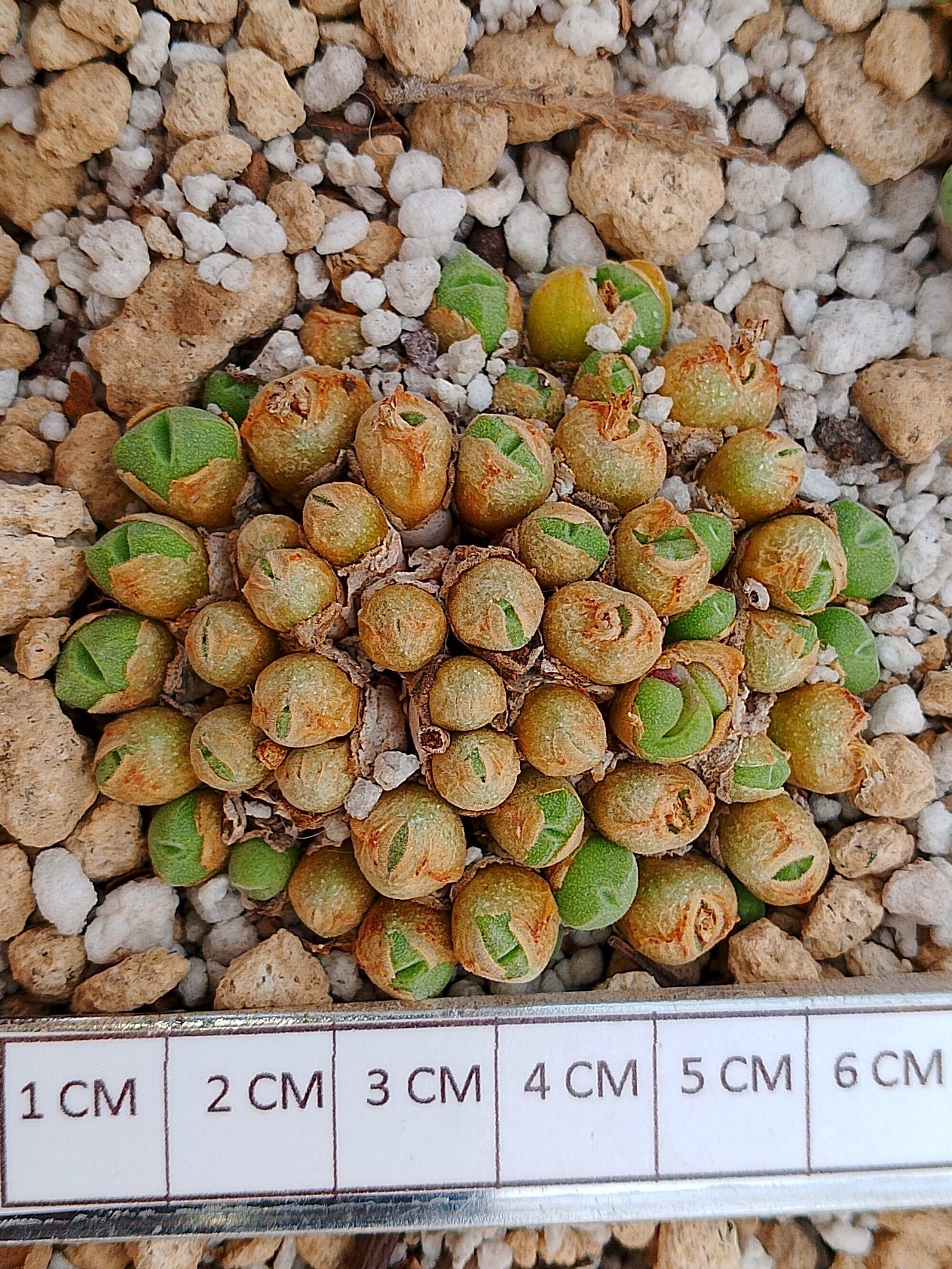 Conophytum Hians (colonia 5 cm)