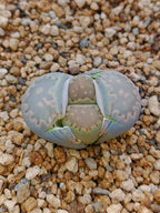 C320 	Lithops salicola