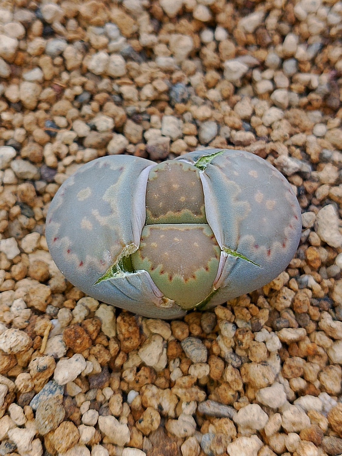 C320 	Lithops salicola