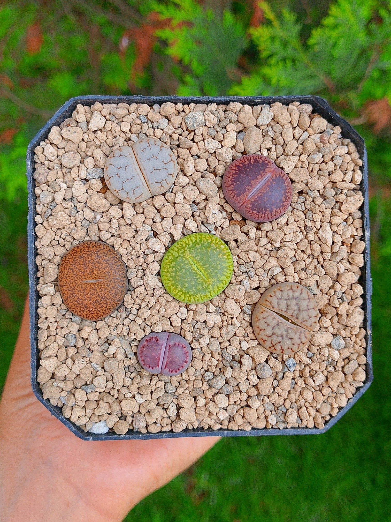 Paquete lithops cultivares G | maceta de 3.5"