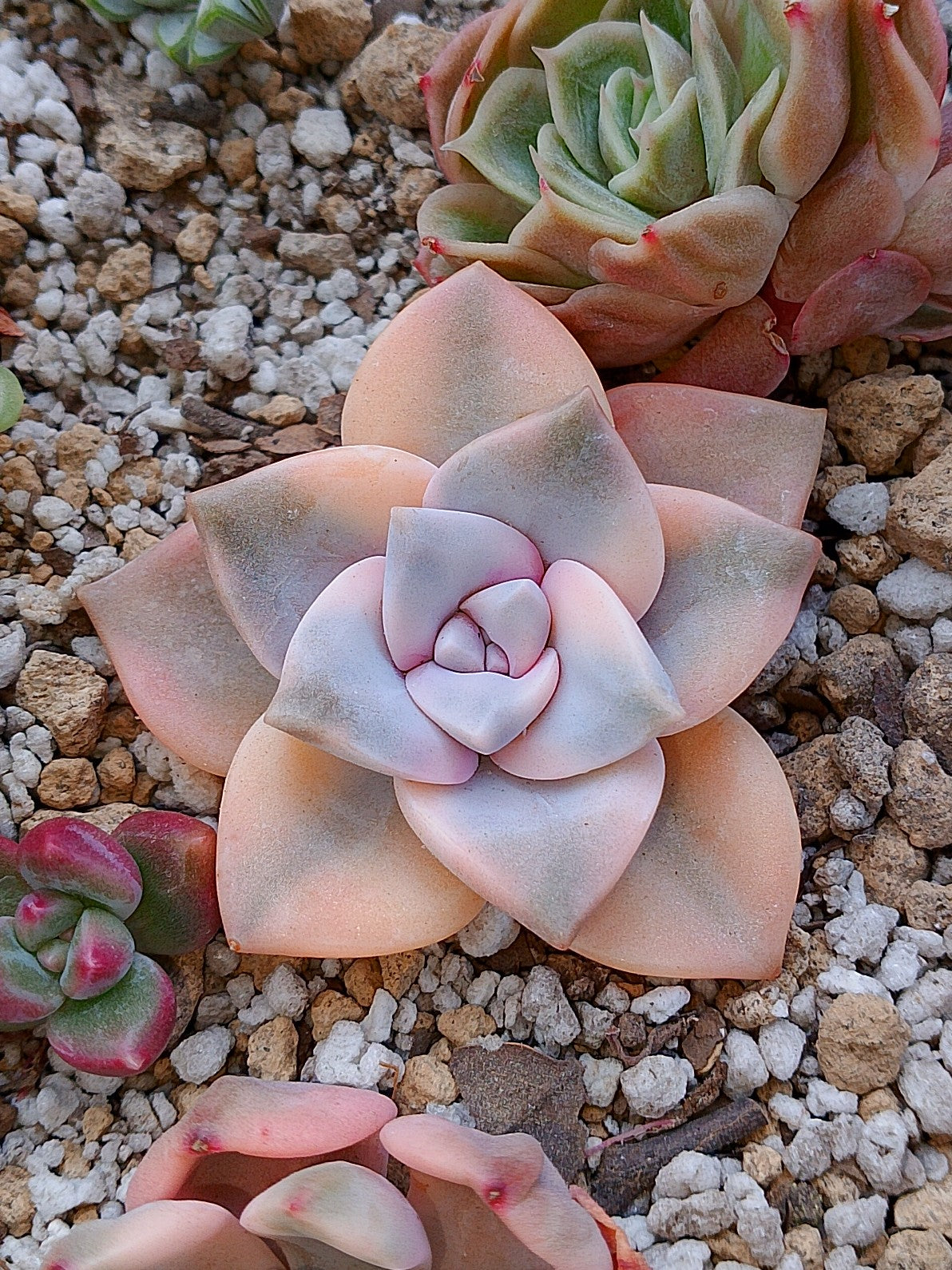 Echeveria Purple delight variegado