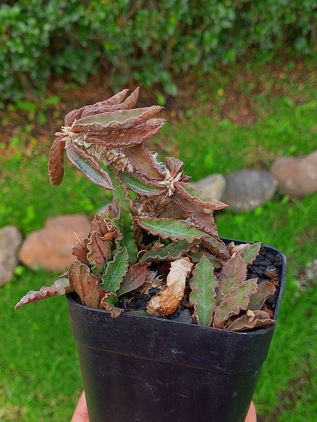 Euphorbia decaryi | maceta 3.5"