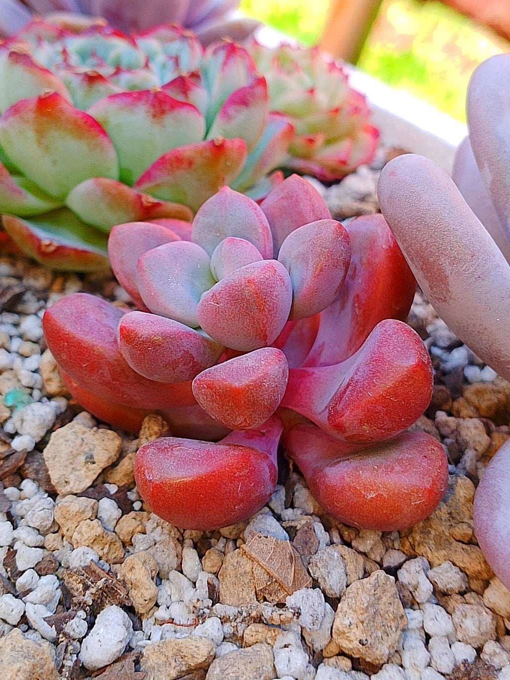 Echeveria Polarie heart | maceta 3"