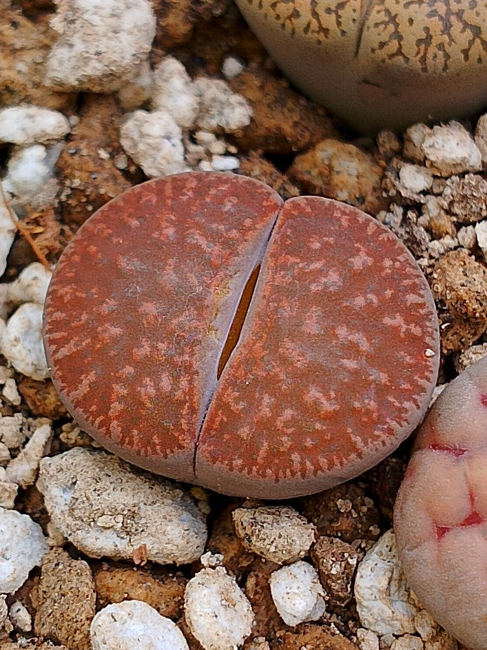 C115 Lithops lesliei ssp. lesliei v. lesliei