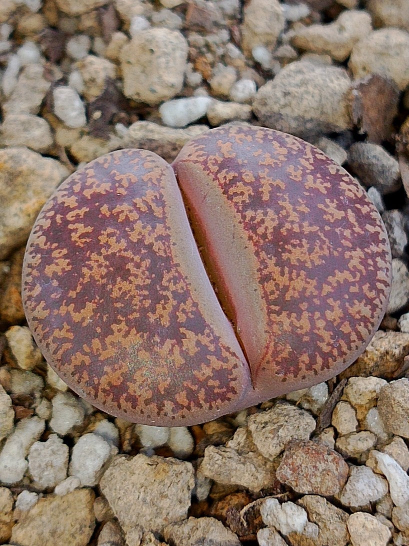Cl014 Lithops Leslie
