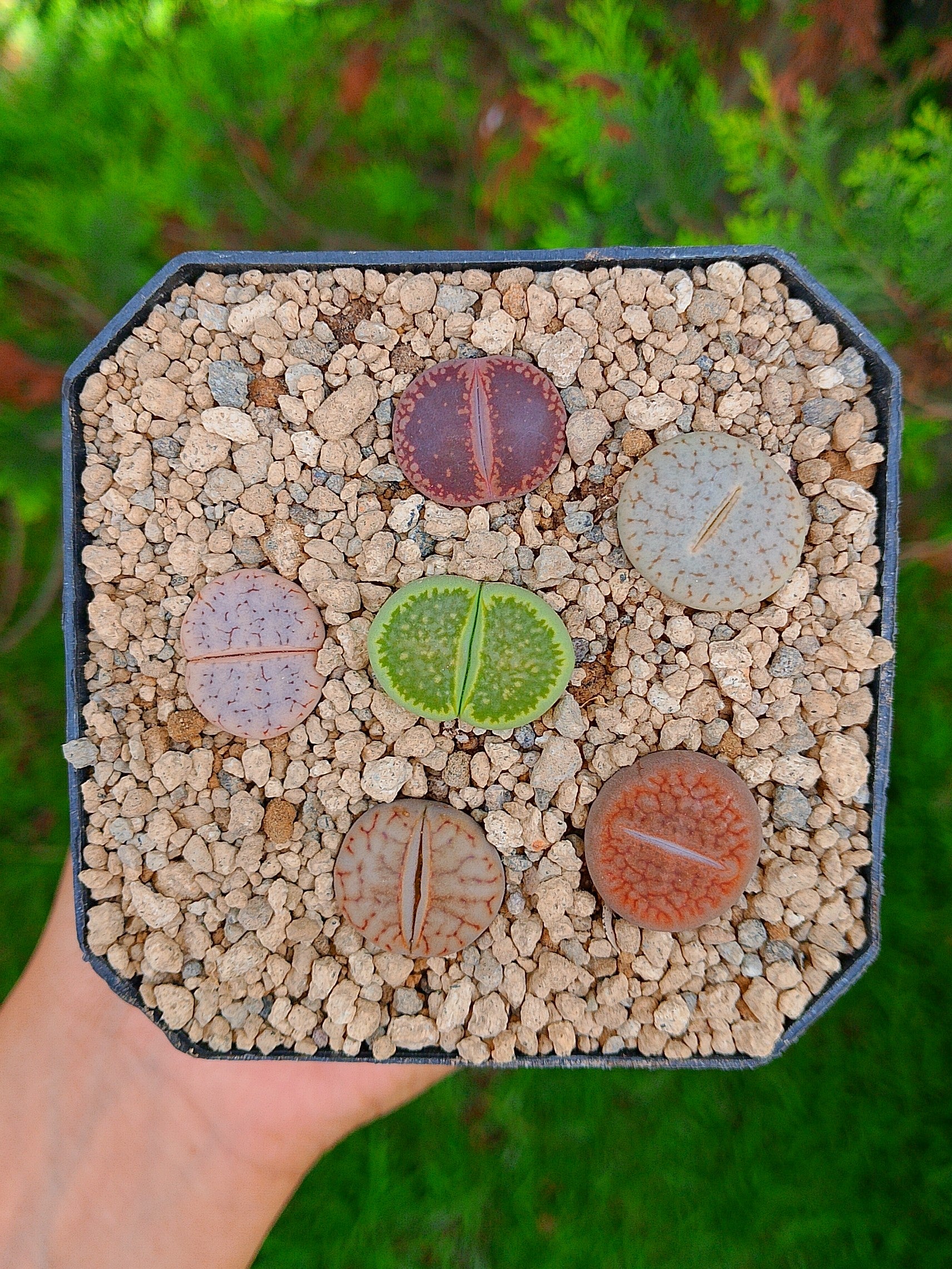Paquete lithops cultivares Q | maceta de 3.5"