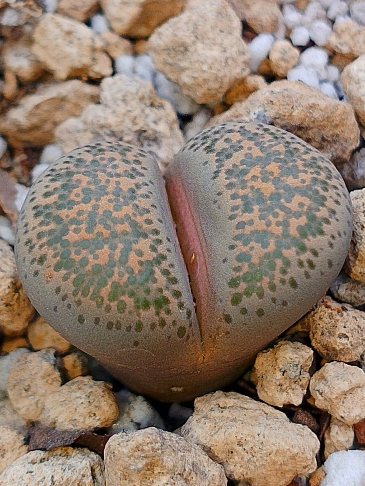 C346 	Lithops terricolor