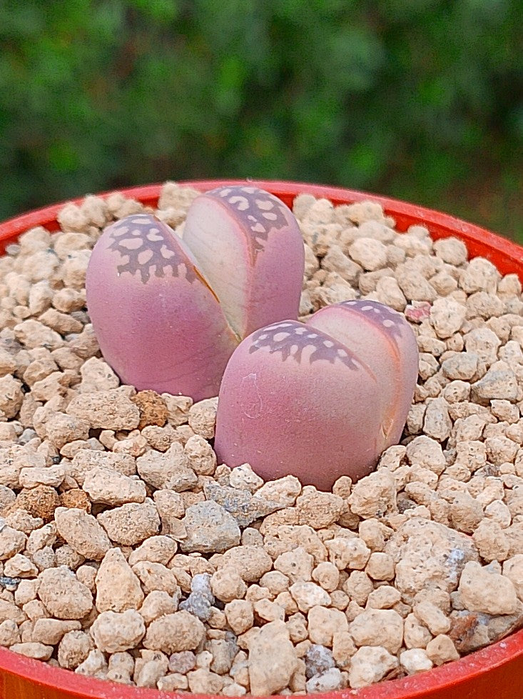 Lithops Olivacea var nebrownii 'red olive'| 2 cabezas