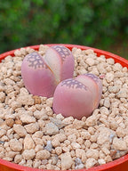 Lithops Olivacea var nebrownii 'red olive'| 2 cabezas