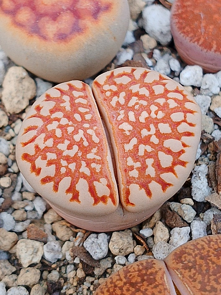 C064 	Lithops julii ssp. julii C