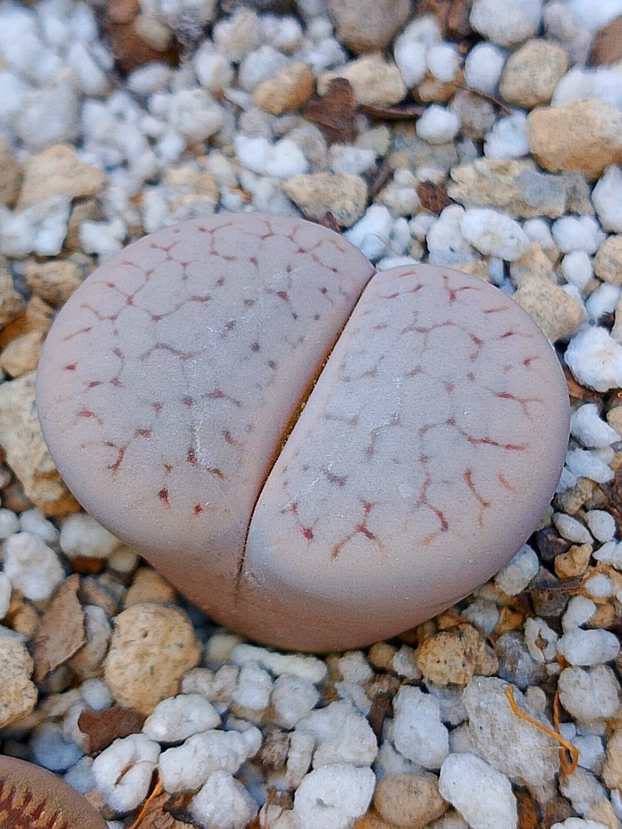 C246 	Lithops pseudotruncatella ssp. groendrayensis (Witkop Form)