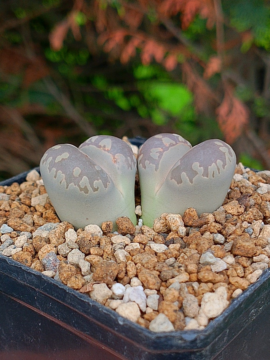 Lithops Otzeniana  | 2 cabezas