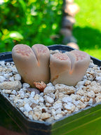 Lithops Hallii | 2 cabezas