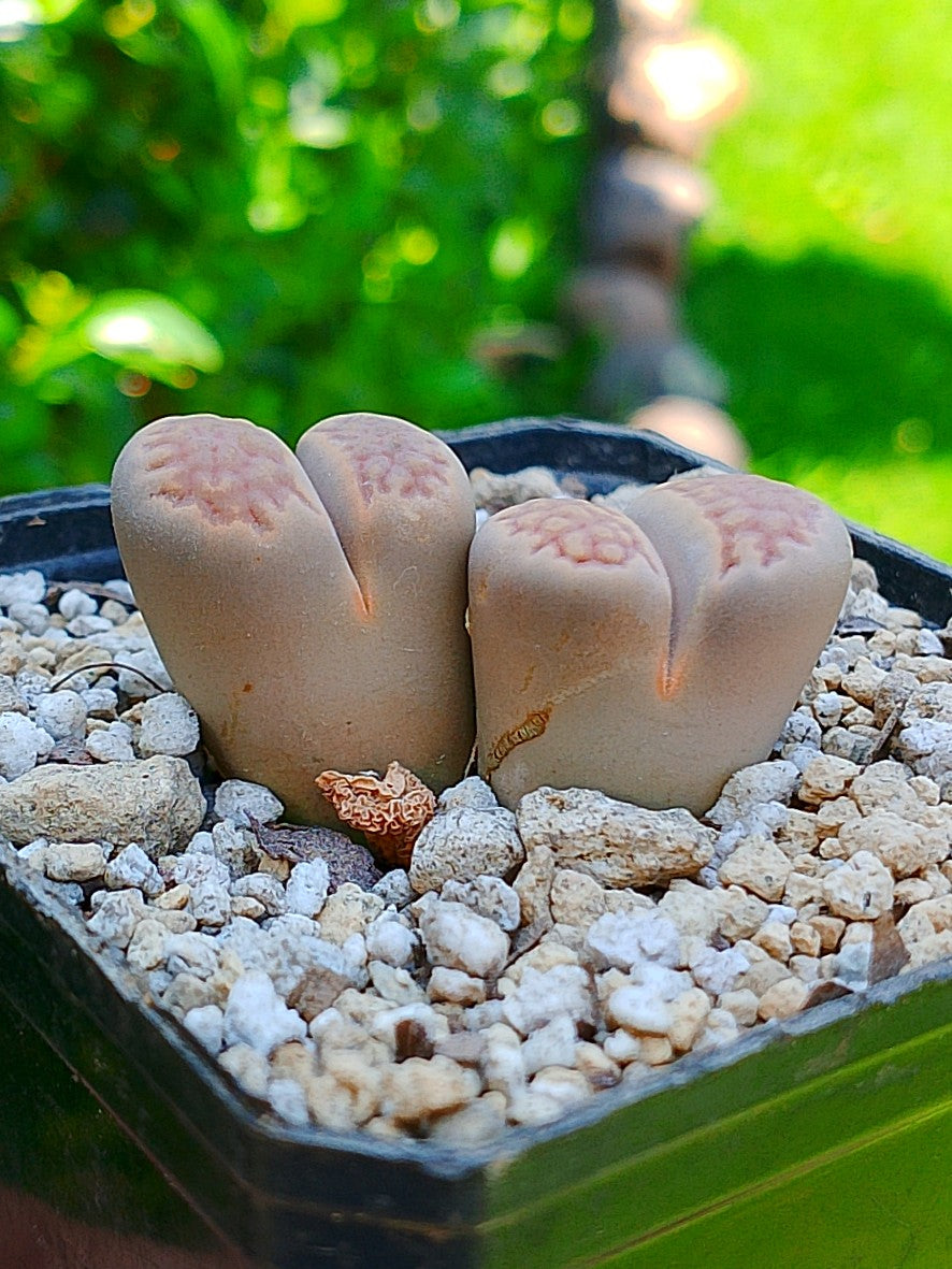Lithops Hallii | 2 cabezas