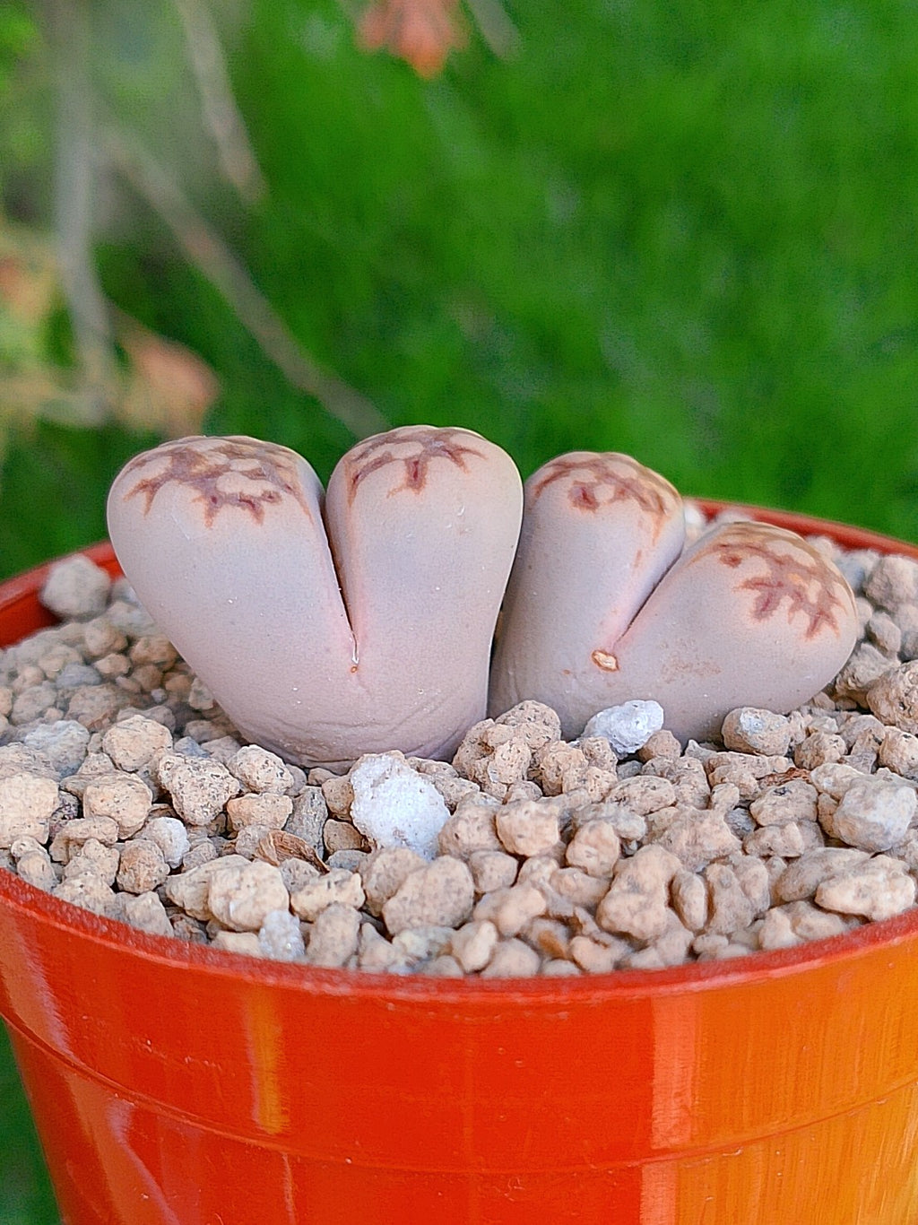 Lithops Julii | 2 cabezas