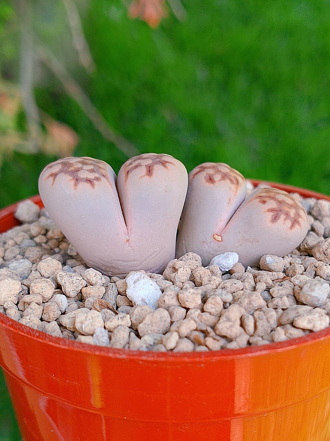Lithops Julii | 2 cabezas