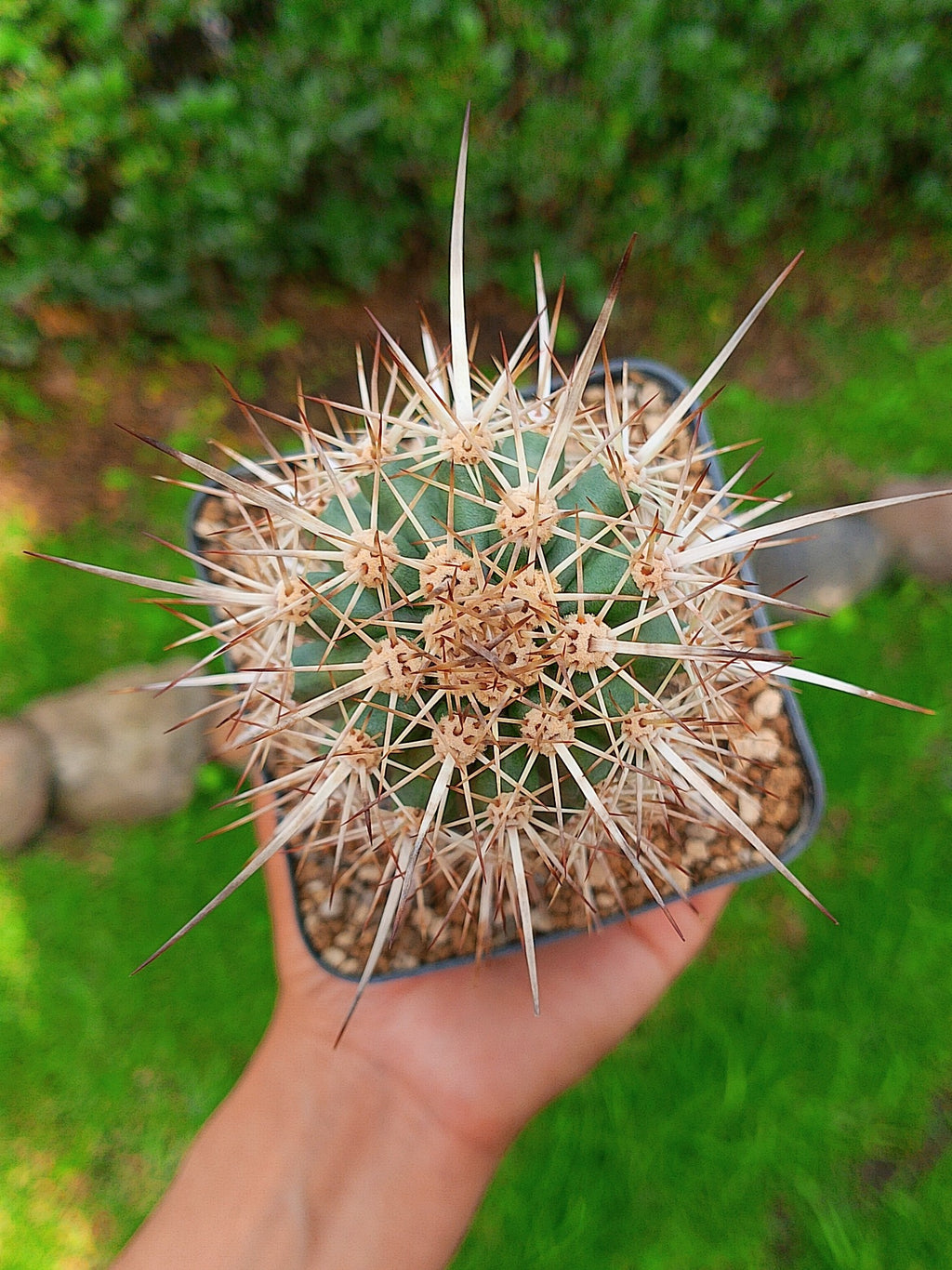 Eruca errante | maceta 4"