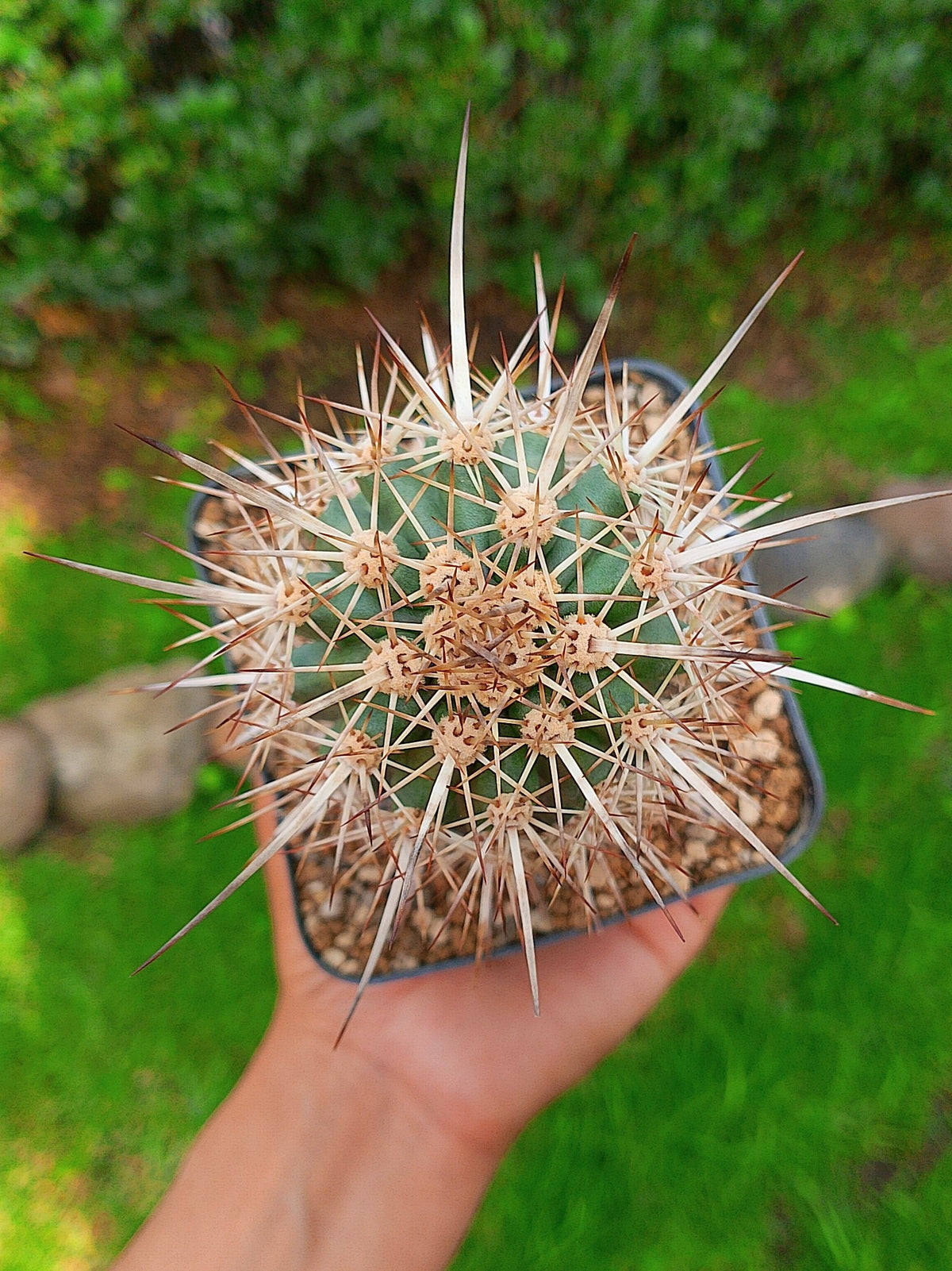 Eruca errante | maceta 4"